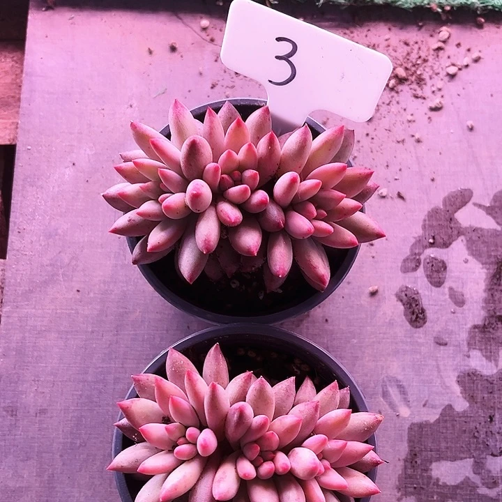 我是第一百个为妖刀应援