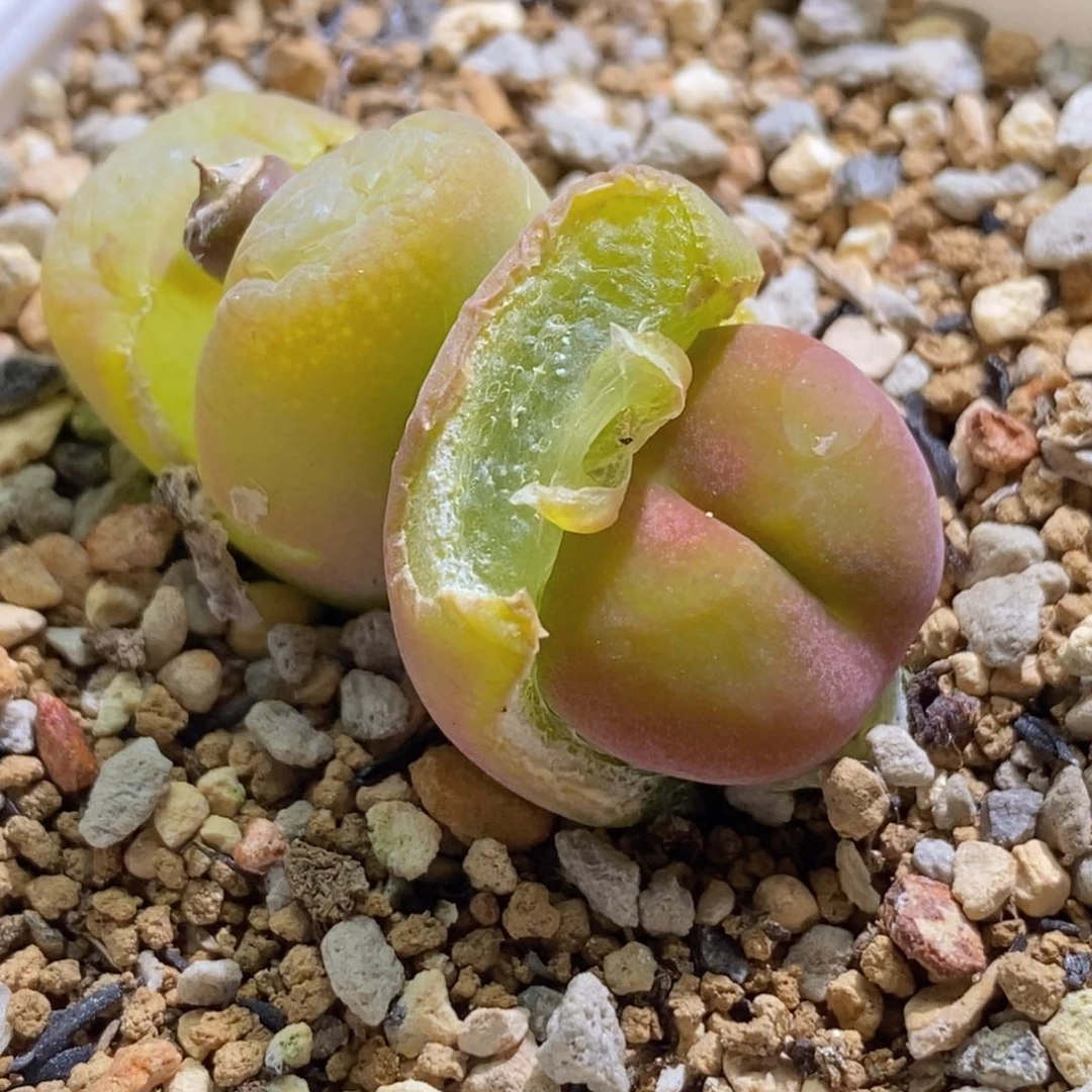 好看好看好看的双头大翠光