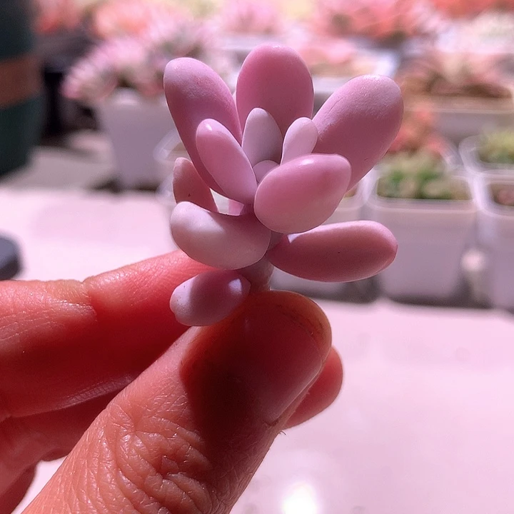 粉兔白覆轮锦砍头