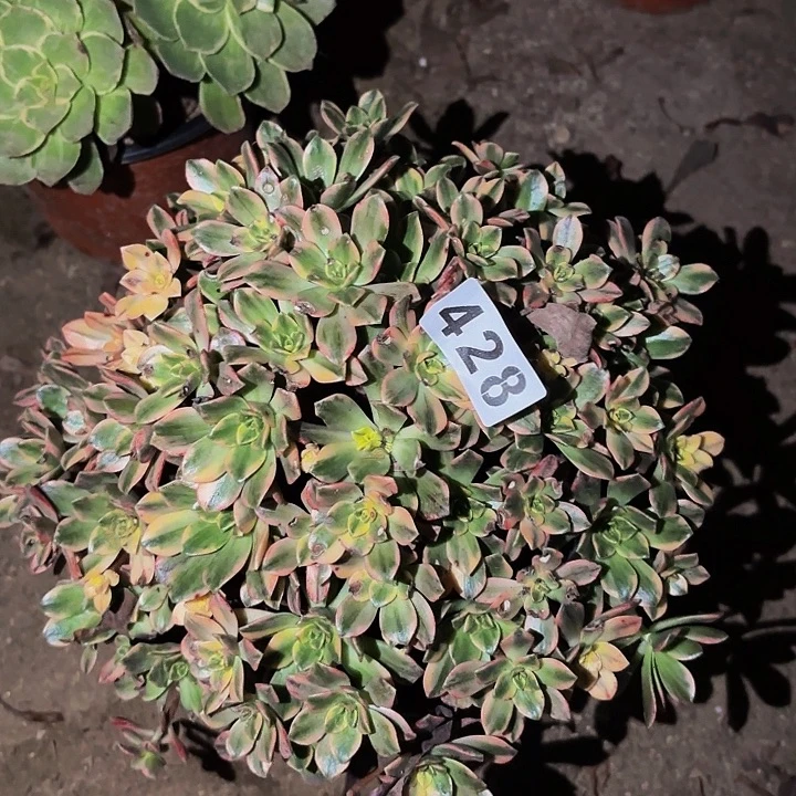 428甜茶多肉植物的