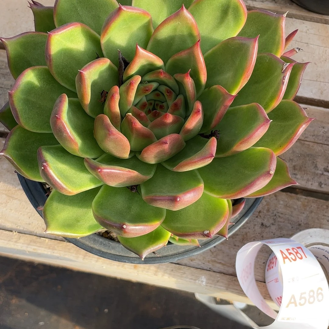 若如东云单拍A585