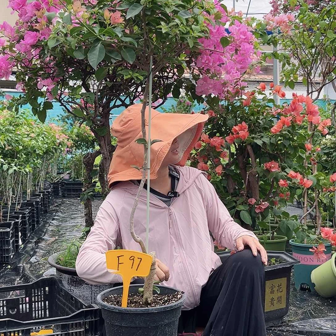 当前无花栽培后可以开花可**豆F97卡亚塔