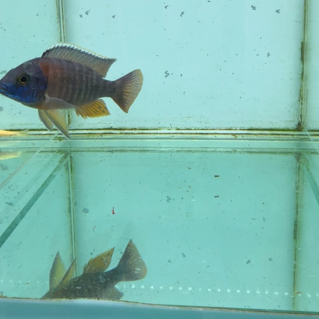 慈鲷680红博头。