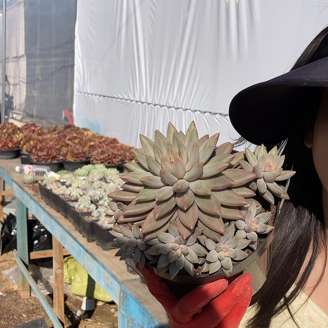 水晶球多头随机发货