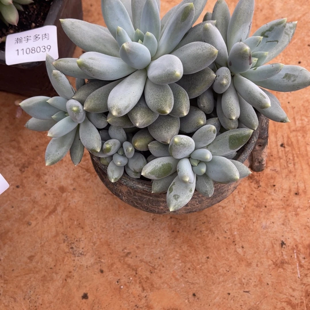 胖体哥特大群下播福利