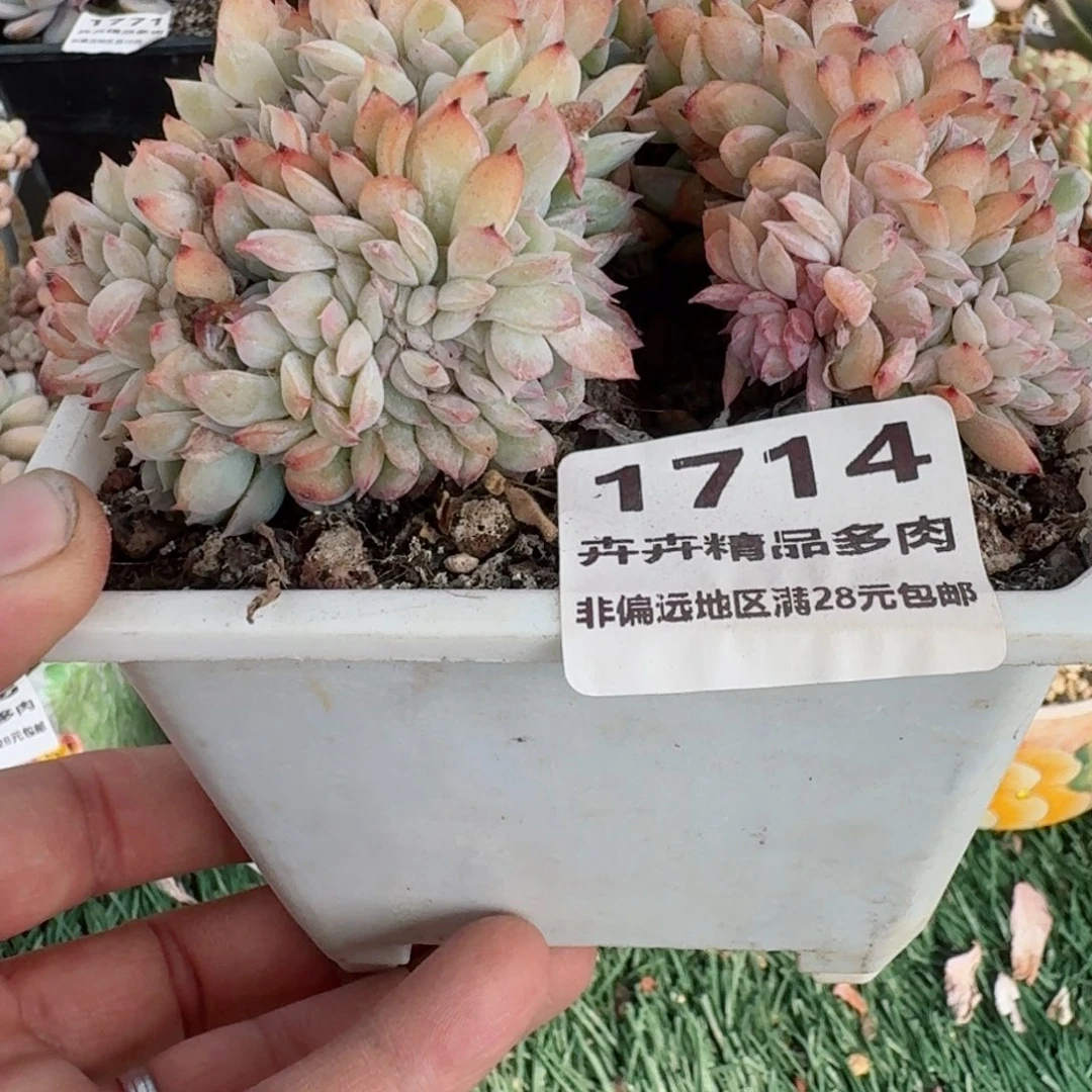 1714 卉卉精品多肉 非偏远地区满28元包邮