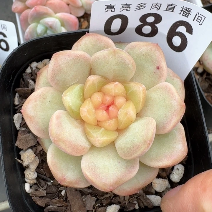 饭***位糯米珍妮  开播福利多肉植物