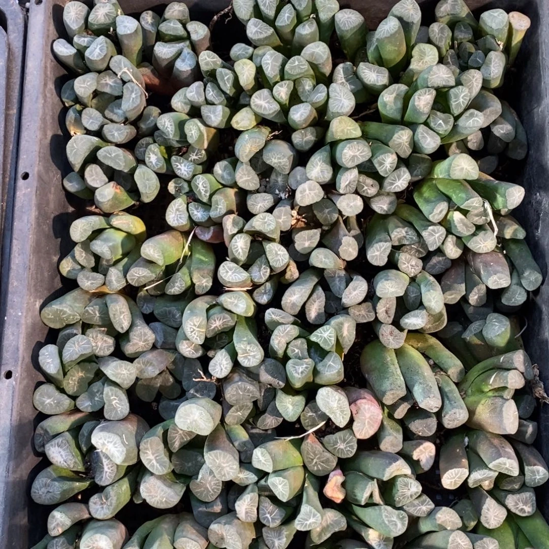 329 一颗优选实生超级大万象 多品种 大帅优选 新年新粉福利