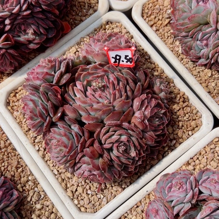 用****2精品多肉植物老桩