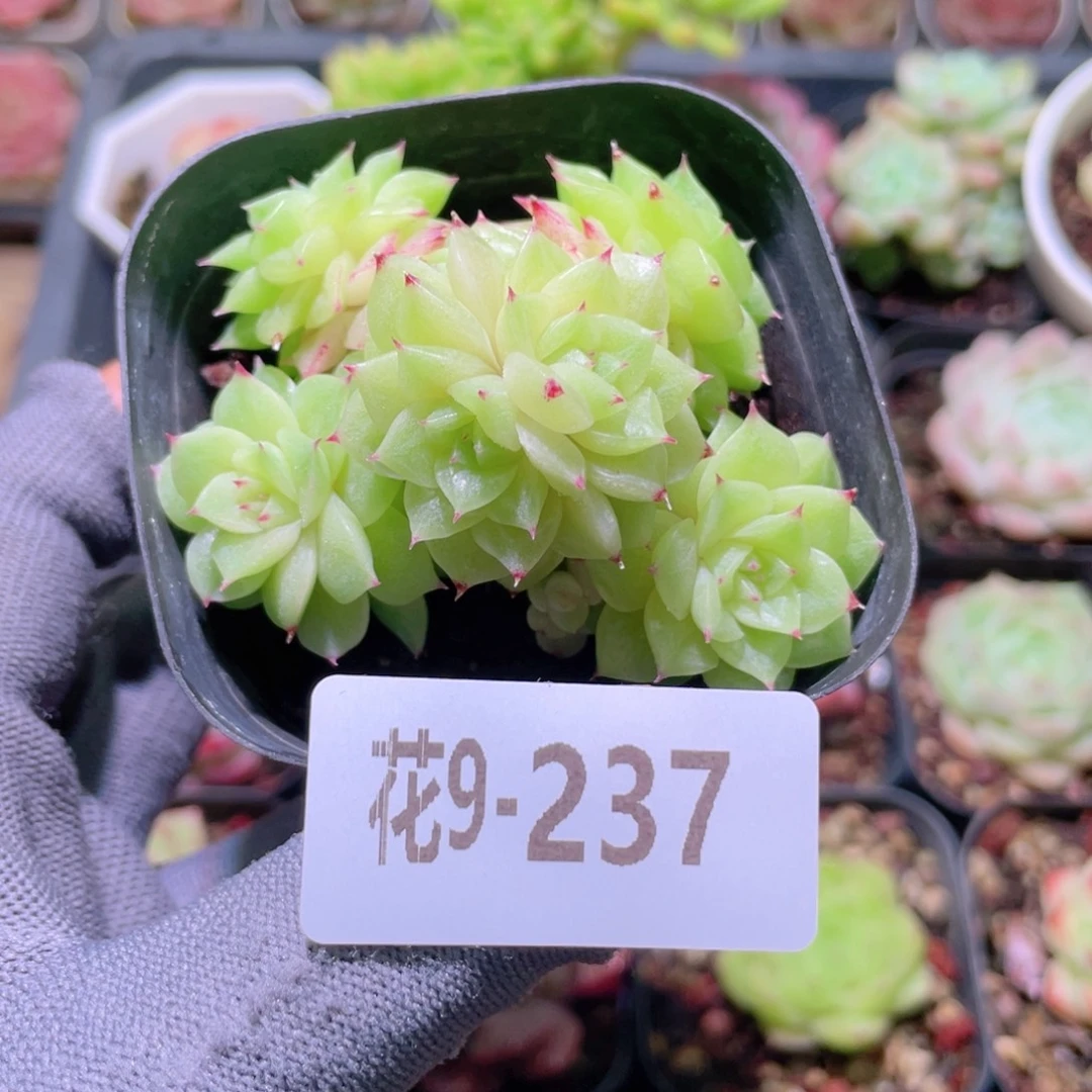 花利美 9-237麦秆群