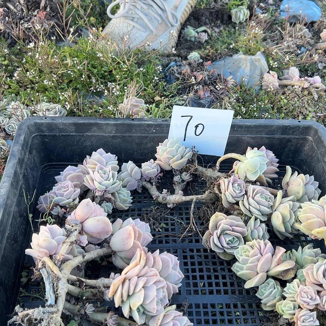 a****。可爱筐拍70号不售后款