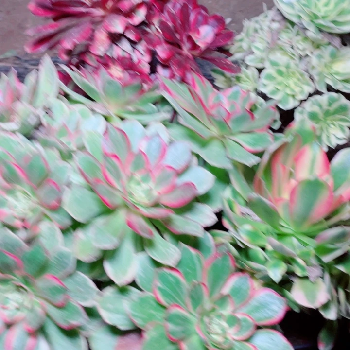 多肉植物组合826