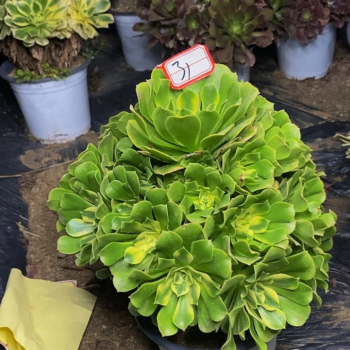 新尼亚老桩捧花31号