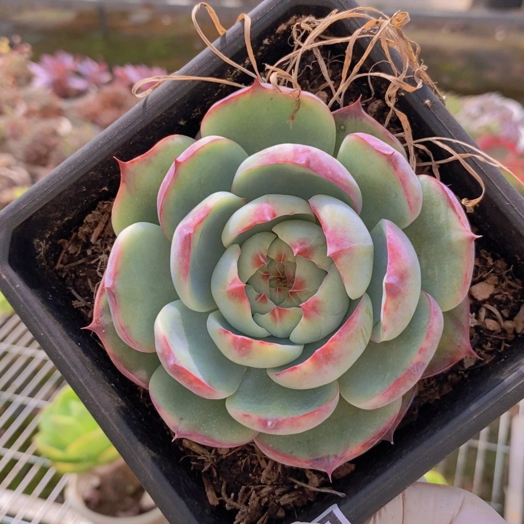 880吉娃娃一物一拍