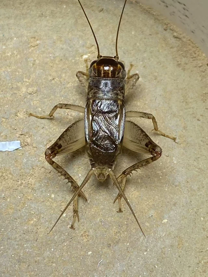 莘县蟋蟀蛐蛐大棚虫大地虫食用饲料