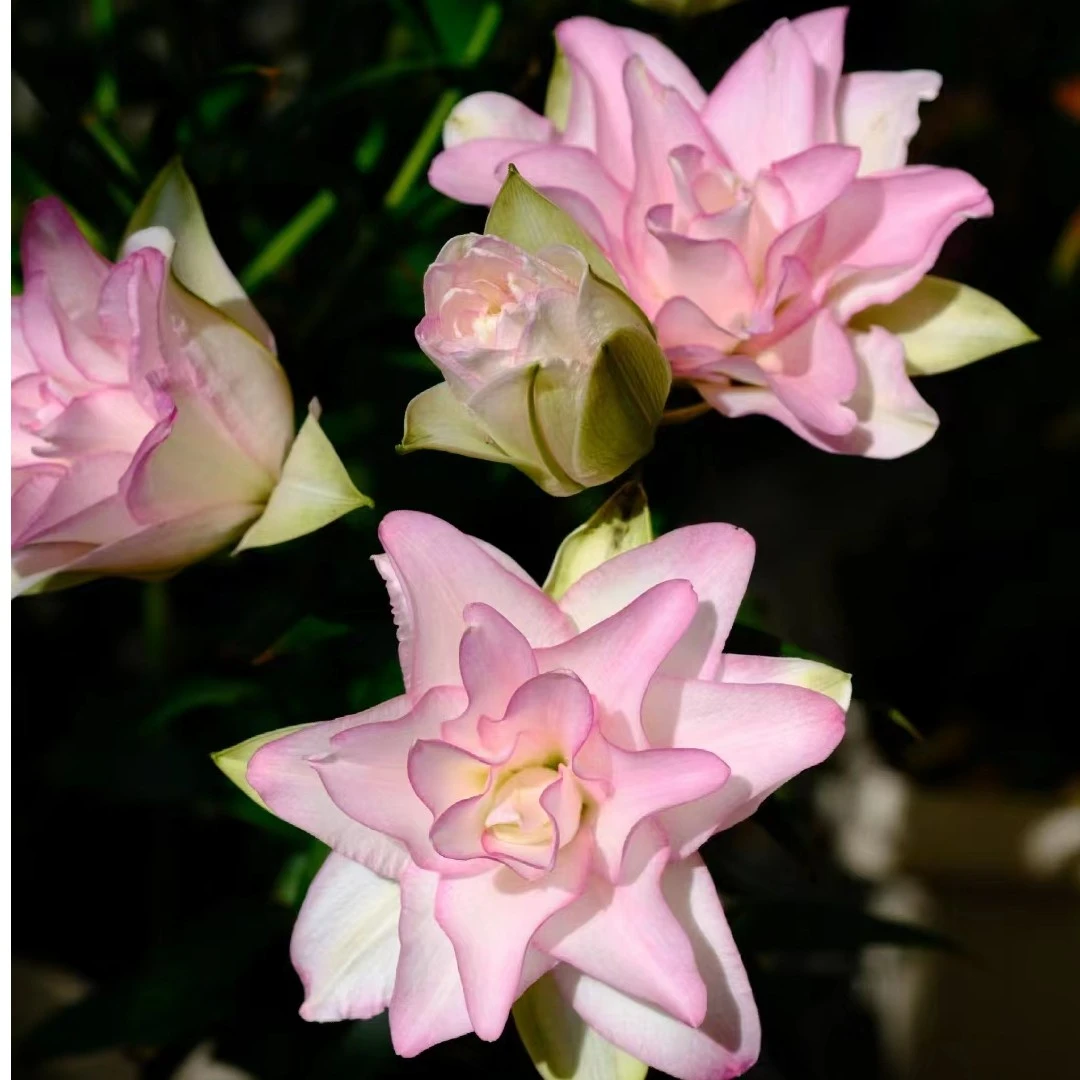 《冰美人》1颗18/20进口香水百合花球 【五颗带一包肥料；十颗两包】