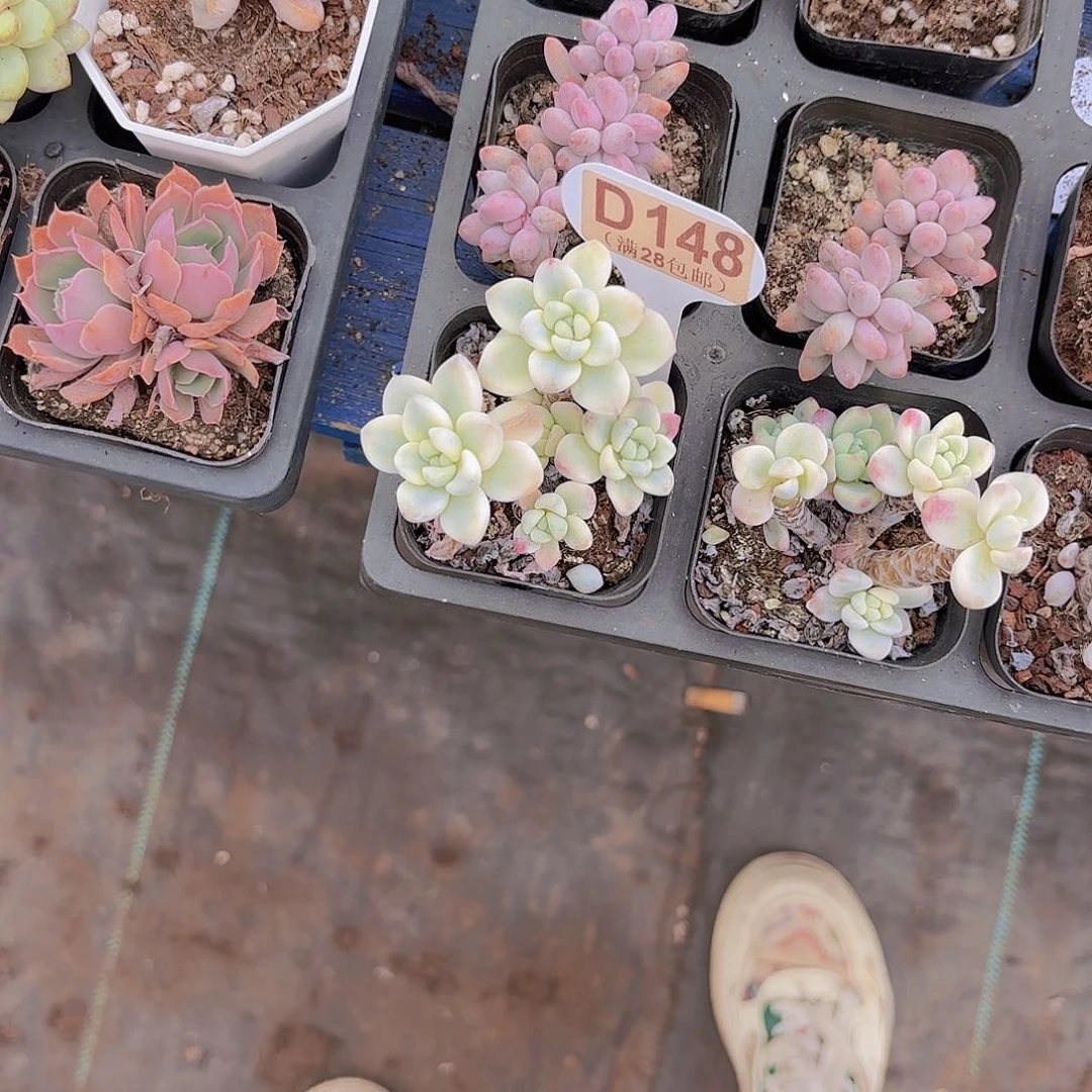 D148劳尔锦一物一拍