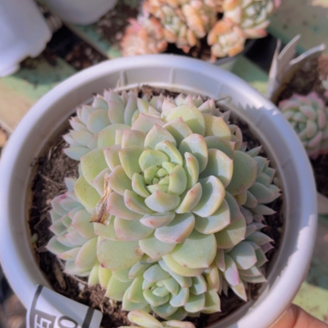 【闪购商品】莎冰0520