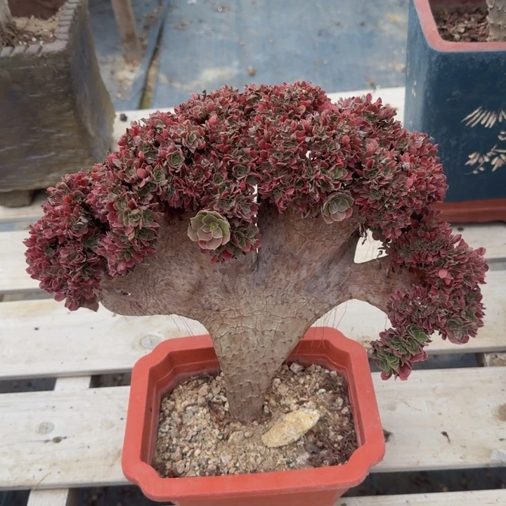 特特特特特特755