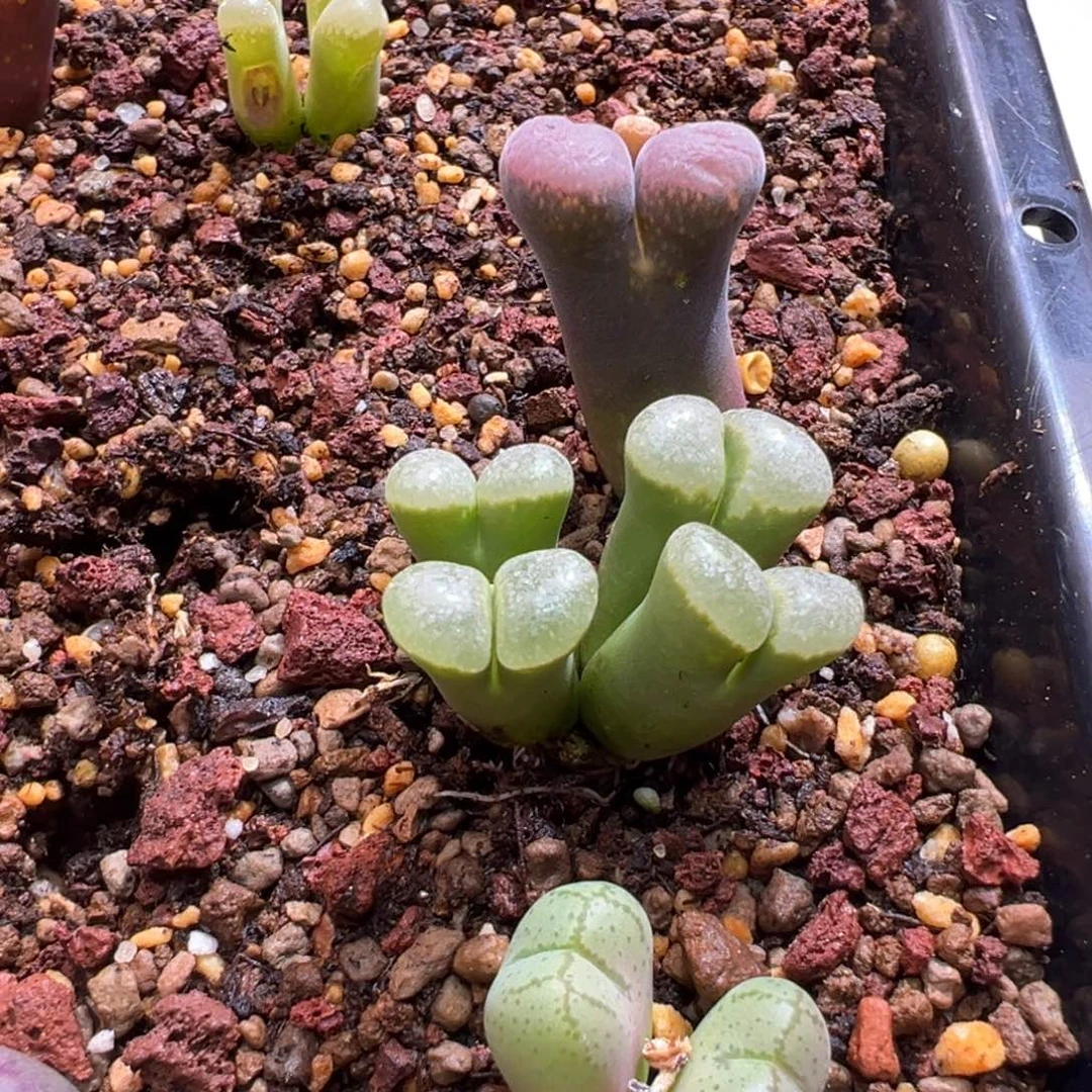 涨*576。柏实花园 多肉植物