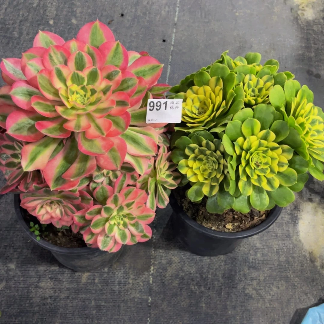 多肉辛尼亚女巫000000991