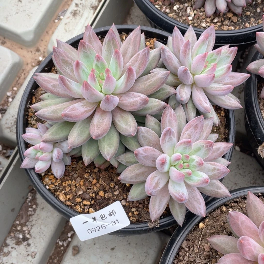 0926-31-虞，。。。。，