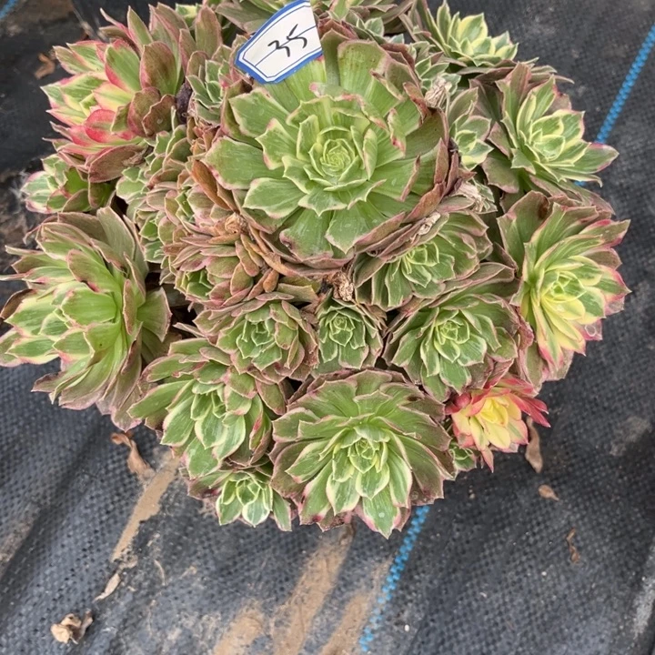 35水蜜桃多肉植物法师