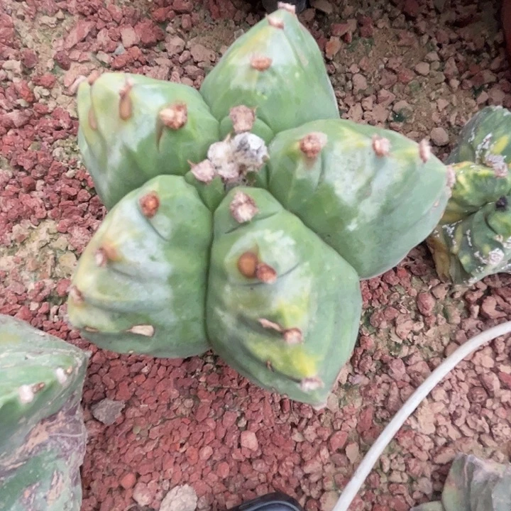 完全开放仙人球1