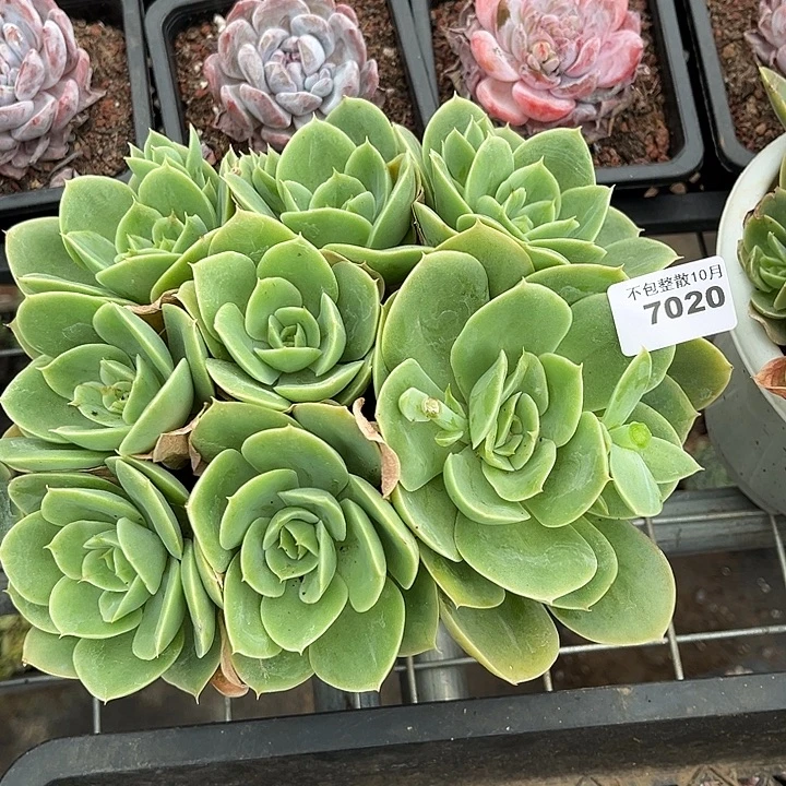 阿雅园艺。       7020星娜塔