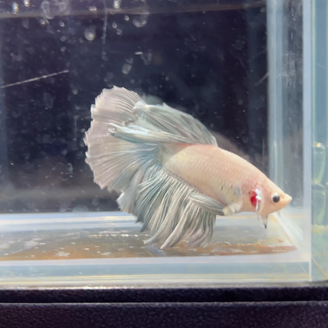 斗鱼浅色特殊尾hhhh