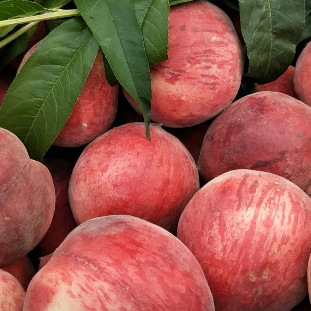 多品种桃树 【带土带叶 摘叶发货】嫁接桃树苗一物一拍南北方可种植