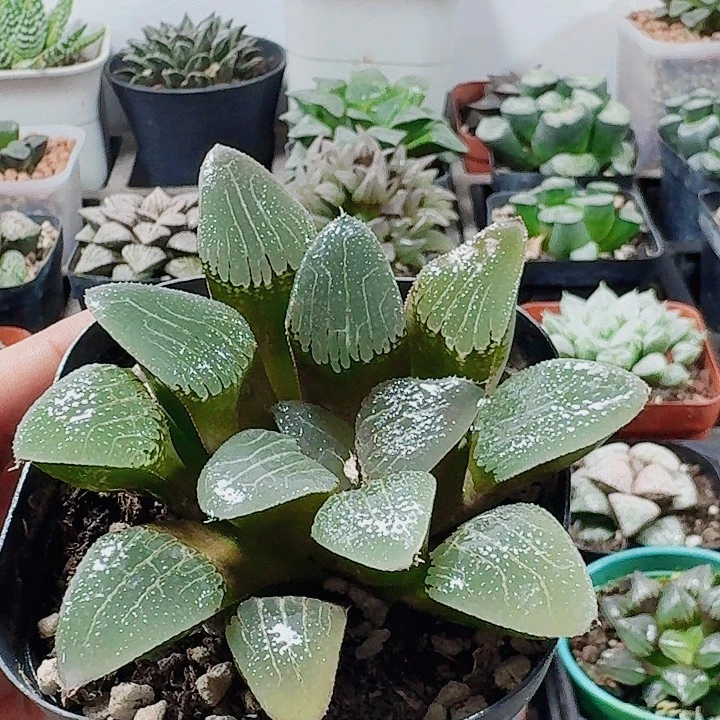 无花朵十二卷 实生寿 福利