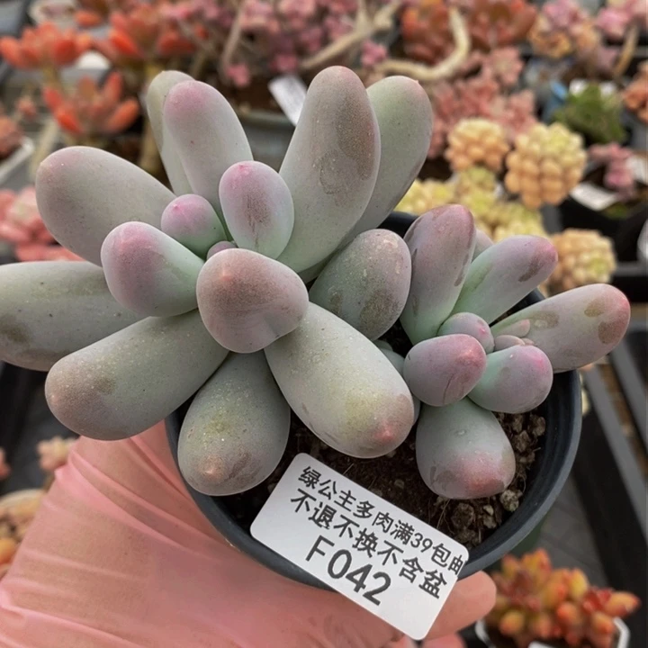 米可奶8cm042多肉植物