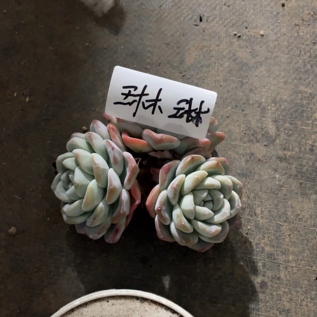 琳琳专拍冰玉老桩3头