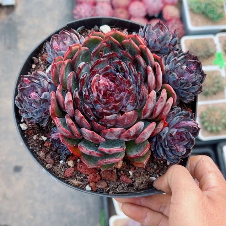 精品多肉植物老桩