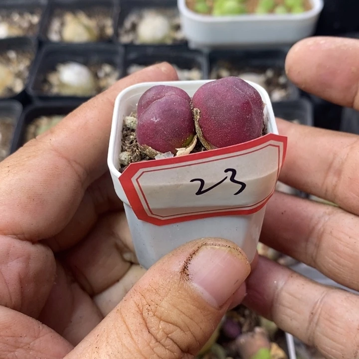 吕毛466868699999999999