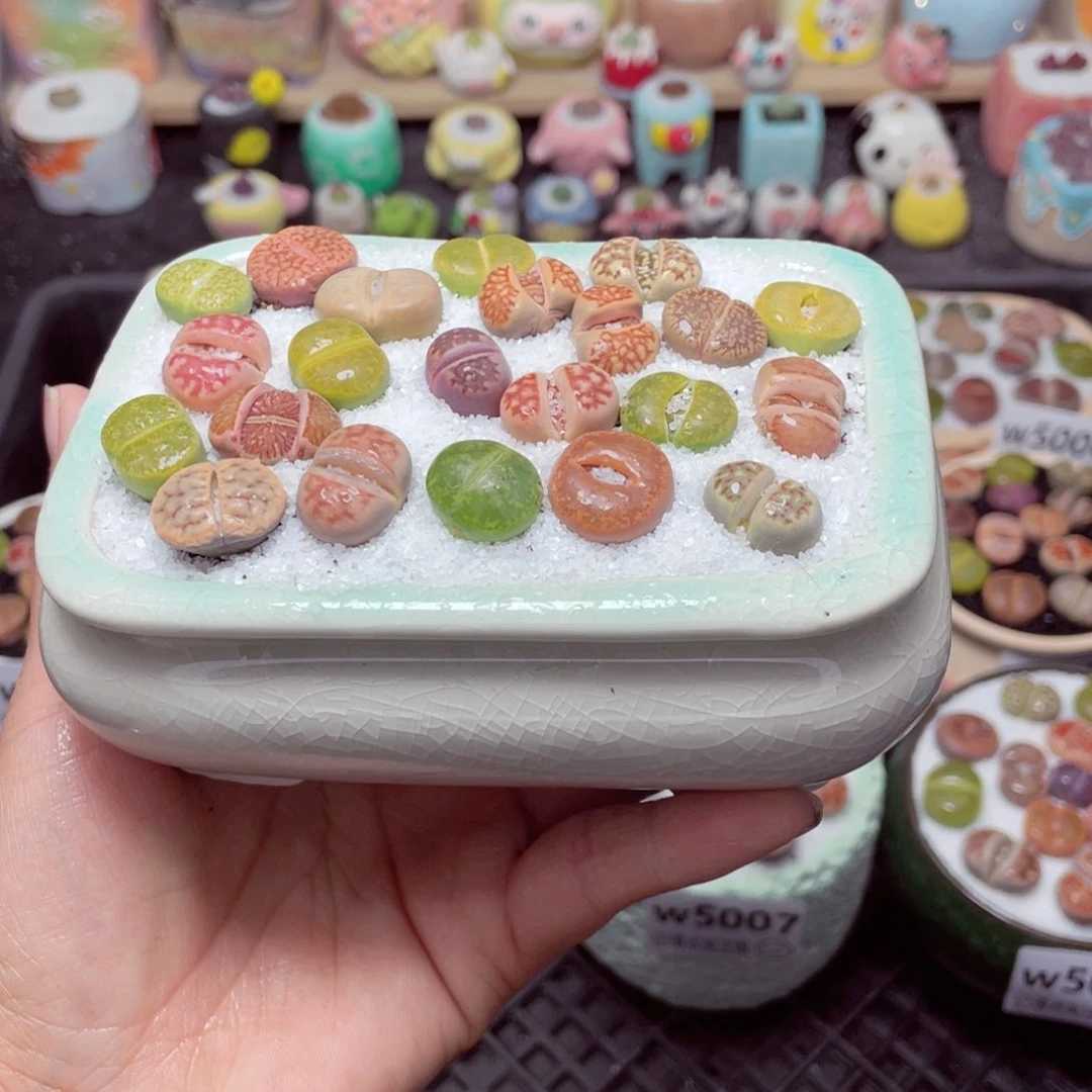 w5009 带盆土发货-零下地区拍保温箱