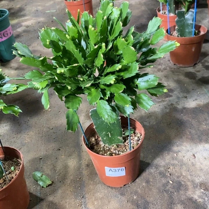 当前无花栽培后可以开花得****?376嫁接2321