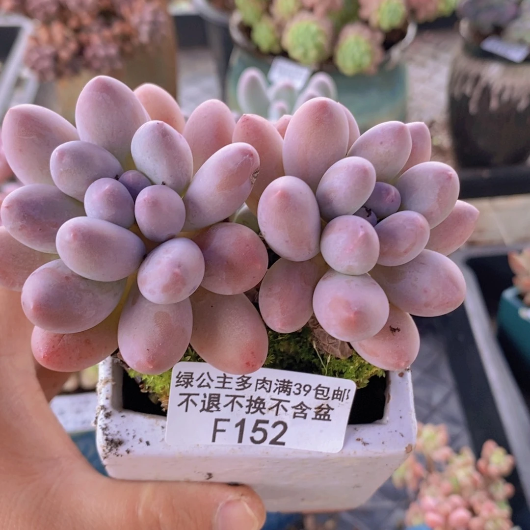 汤圆8cm152多肉植物