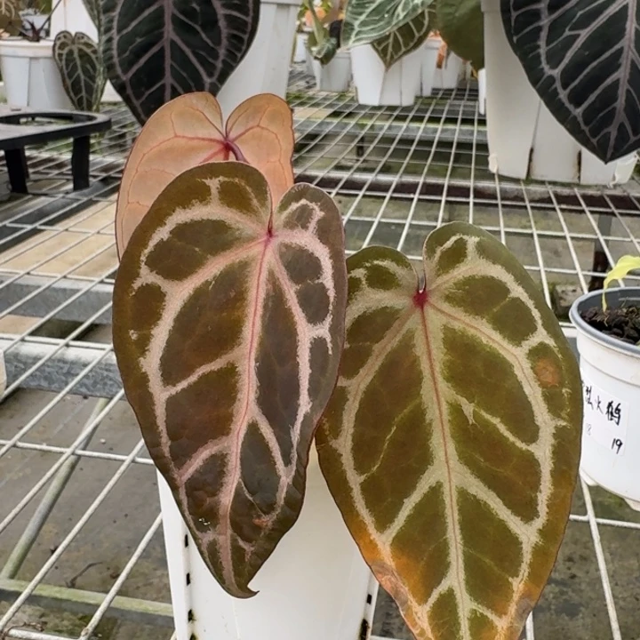 完全开放23号粉紫