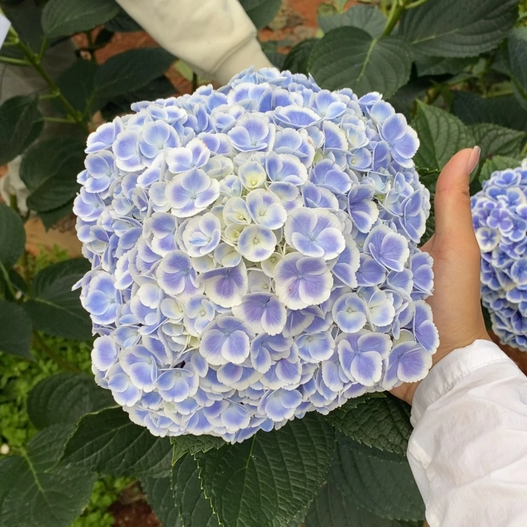 129号绣球/有色差介意勿拍/3单冷链包邮/偏远补运费发德邦