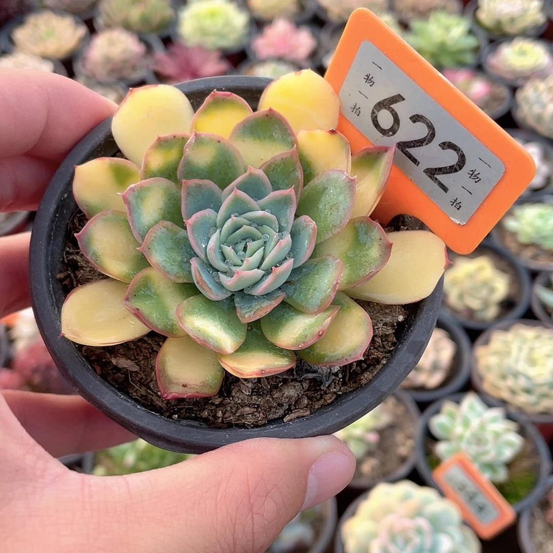 *****622号多肉植物组合