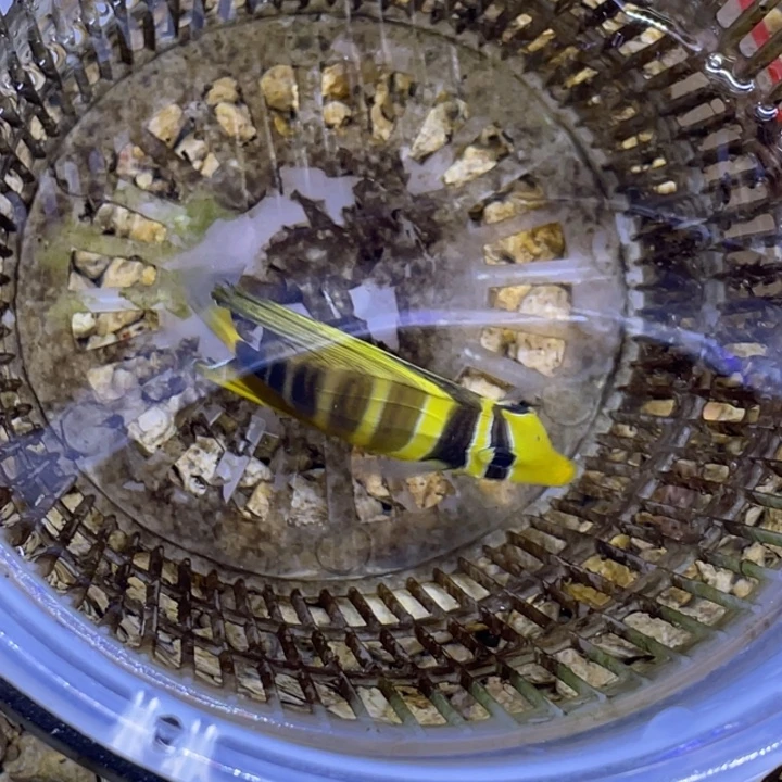 海水鱼大帆一条顺丰包邮