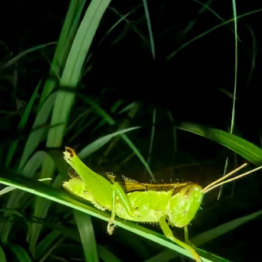 贵州季节稻黄蚂蚱提性壯膘鸟食125克