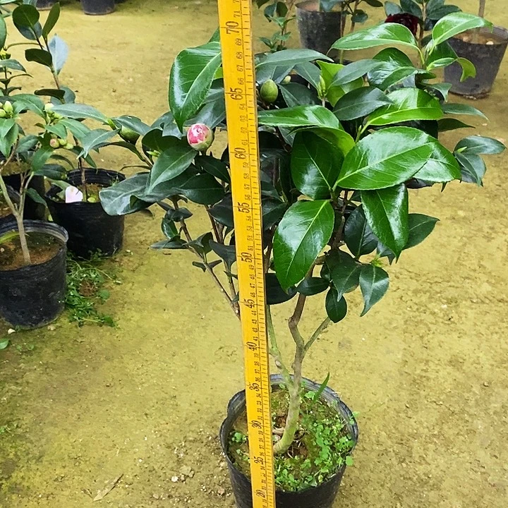 有之浦。          茶花。