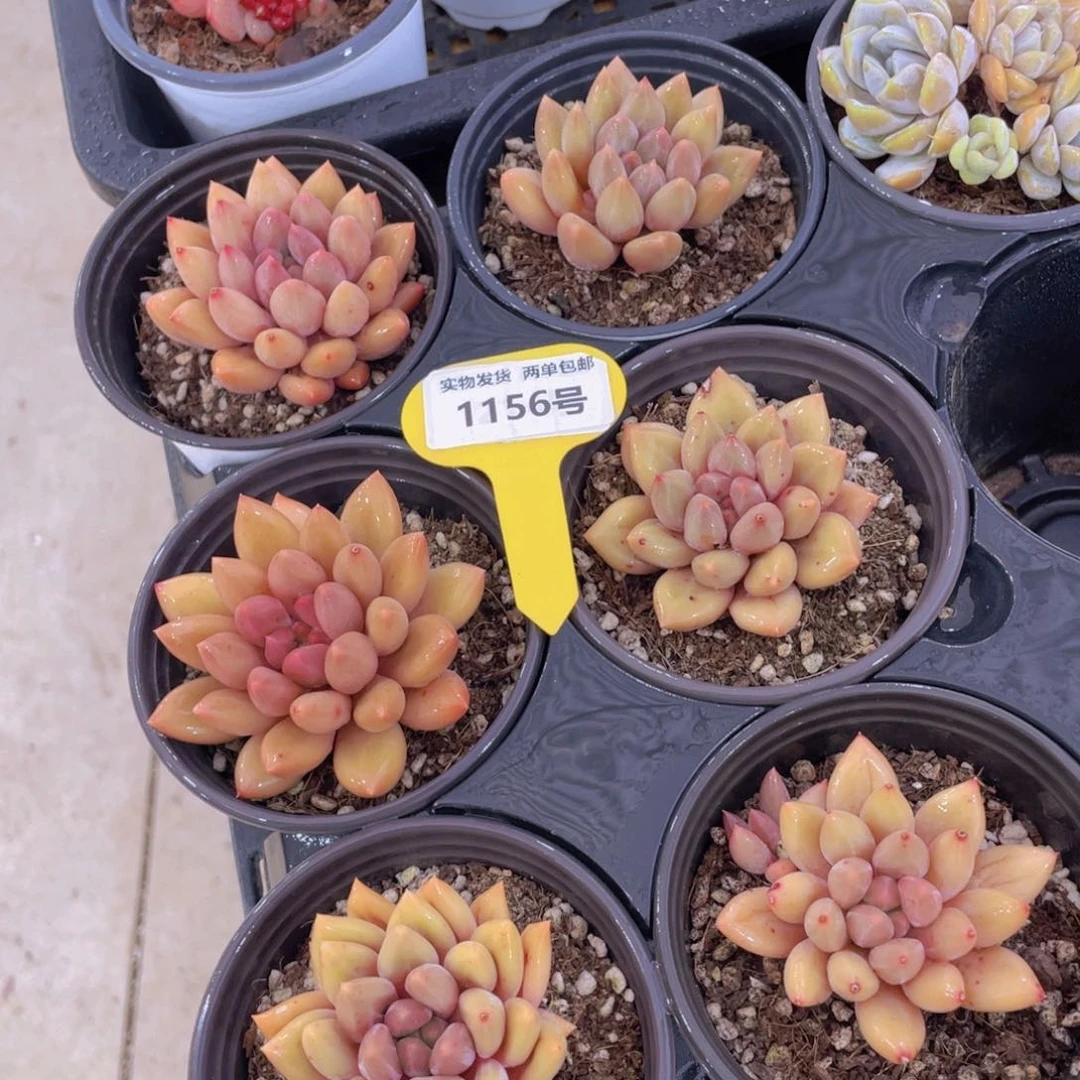 1156号 黄金车厘子单头一个