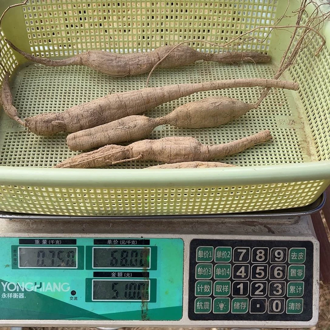 中国大陆黄牛泡酒