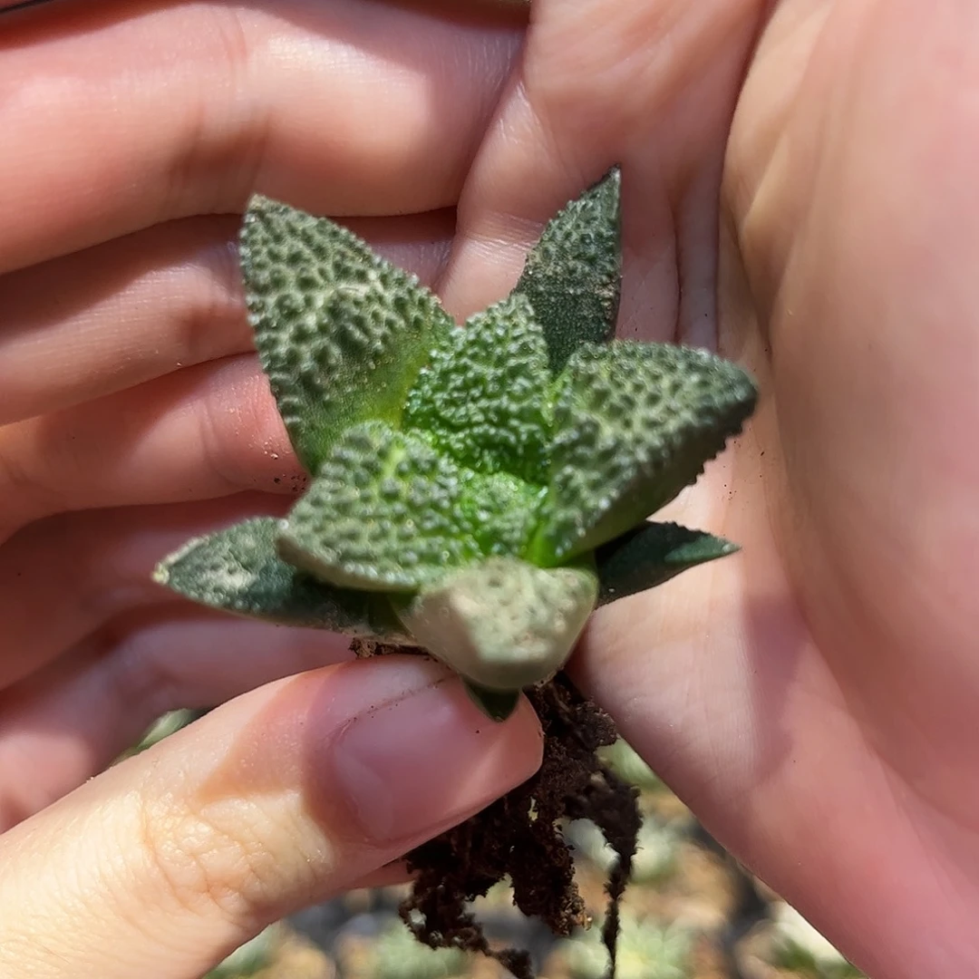 4cm实生好基因密尤哥斯拉萝卜根