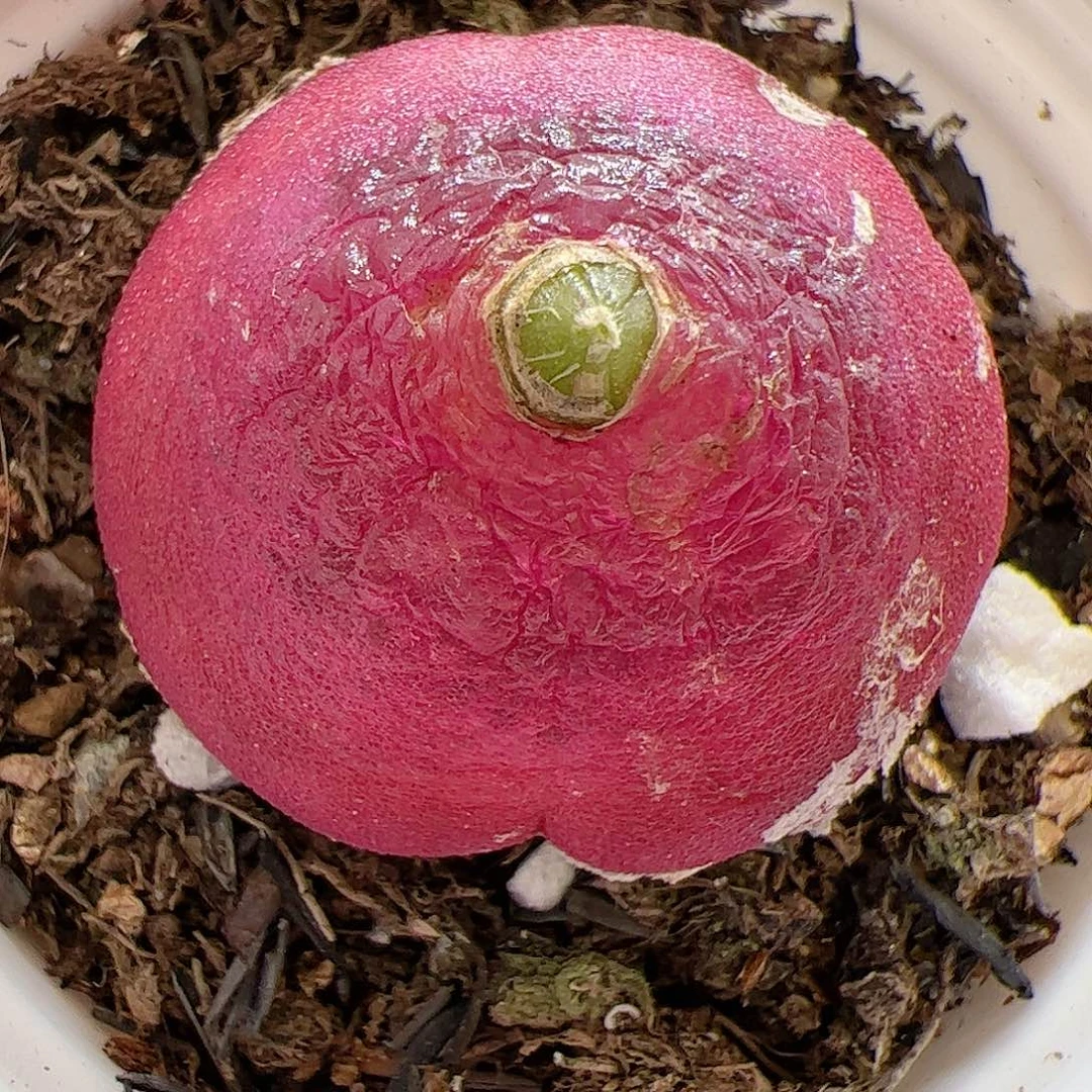 【闪购商品】251 灯泡