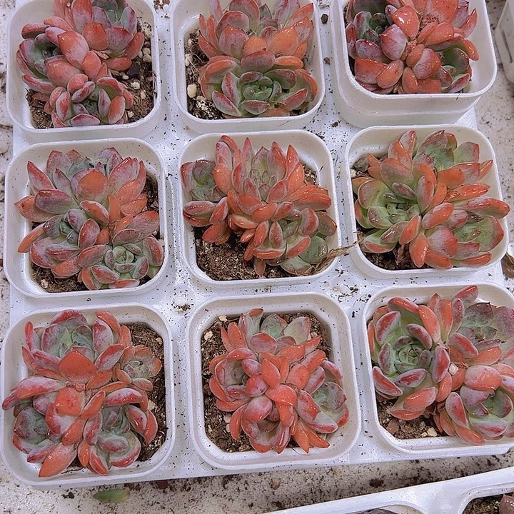 全明星群19包邮多肉植物